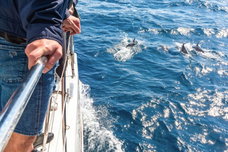 From Funchal: Madeira Dolphin and Whale Watching Tour - Catamaran Cruising From Marina do Funchal: The Easy Start