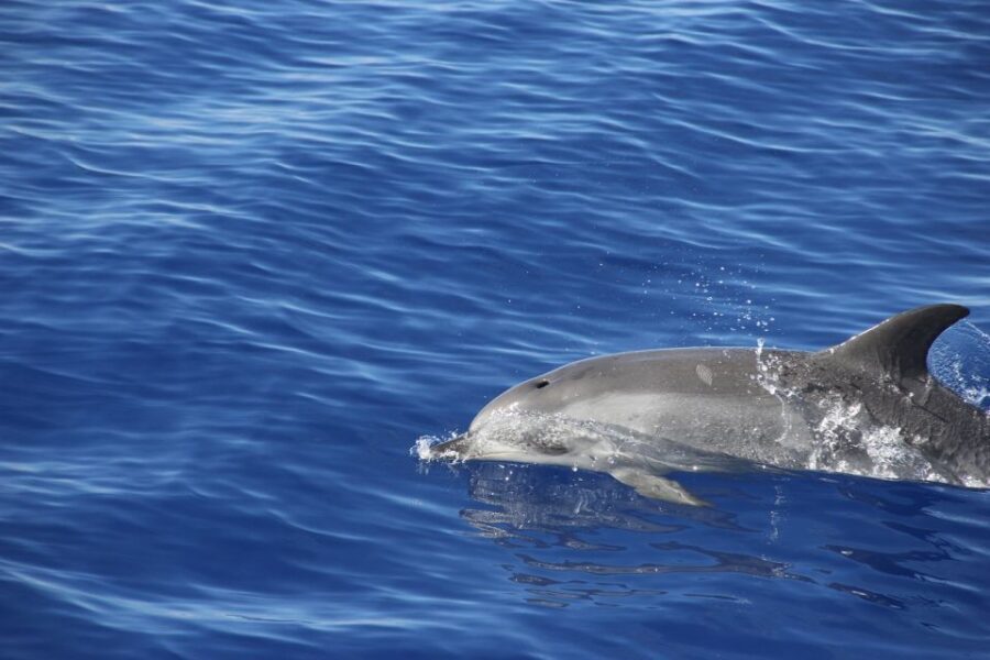 From Funchal: Madeira Dolphin and Whale Watching Tour - FAQ
