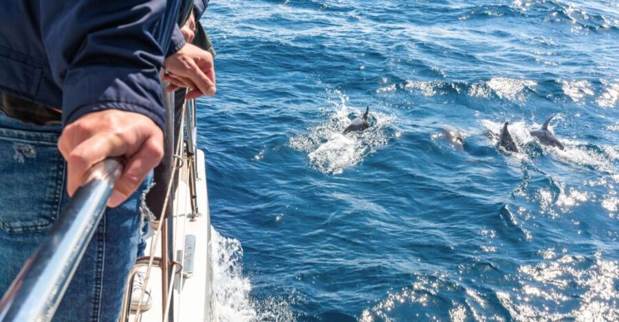 From Funchal: Madeira Dolphin and Whale Watching Tour - Dolphin and Whale Search: What You’re Actually Waiting For