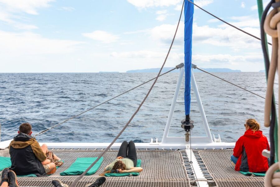 From Funchal: Madeira Dolphin and Whale Watching Tour - Free Second Tour Policy: How the Operator Covers a No-Show