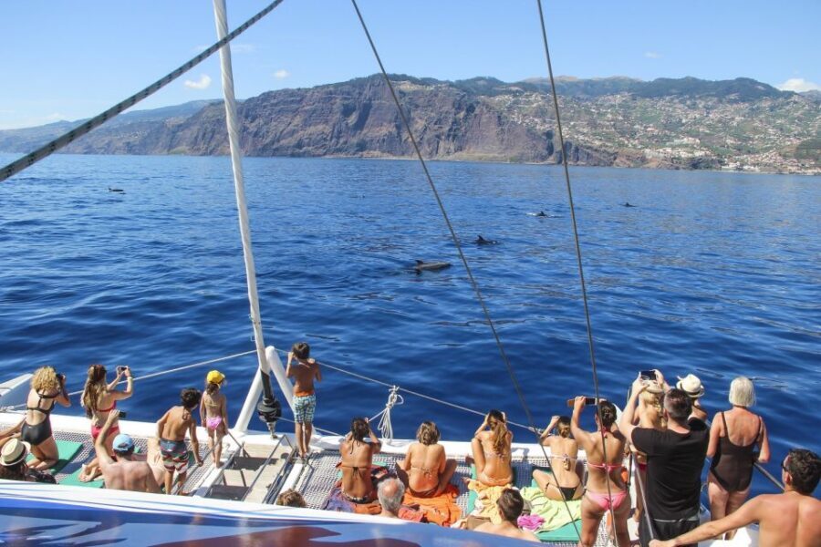 From Funchal: Madeira Dolphin and Whale Watching Tour - Price and Value: What You Get for Around $47