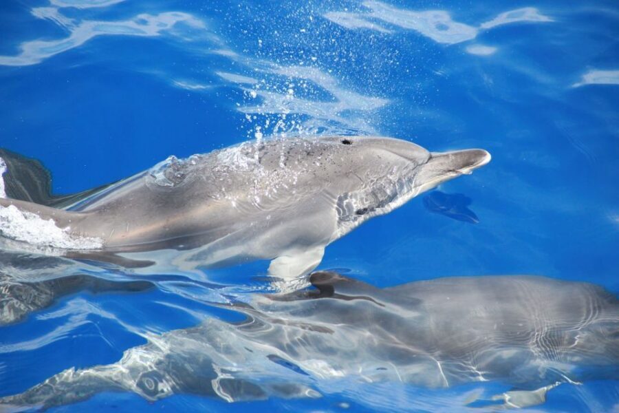 From Funchal: Madeira Dolphin and Whale Watching Tour - Should You Book This Madeira Dolphin and Whale Watching Tour?
