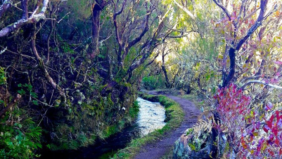 From Funchal: Madeira Lakes Levada Guided Hike - What Levadas Feel Like: Mini-Canals, Bird Calls, and Forest Walking