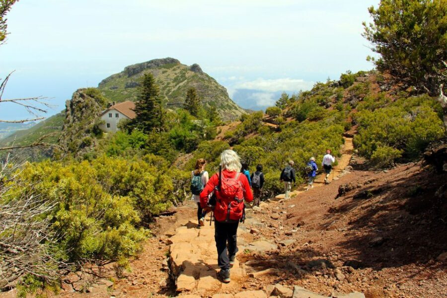 From Funchal: Madeira Peaks Mountain Walk - The heather forest near Pico Ruivo: where the island feels ancient