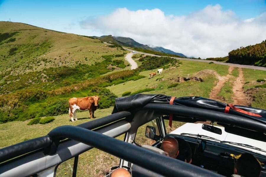 From Funchal: Porto Moniz and Seixal Day Tour by Jeep - Small Group Size, Guides Like John and Roberto, and Why It Feels Better Than a Coach