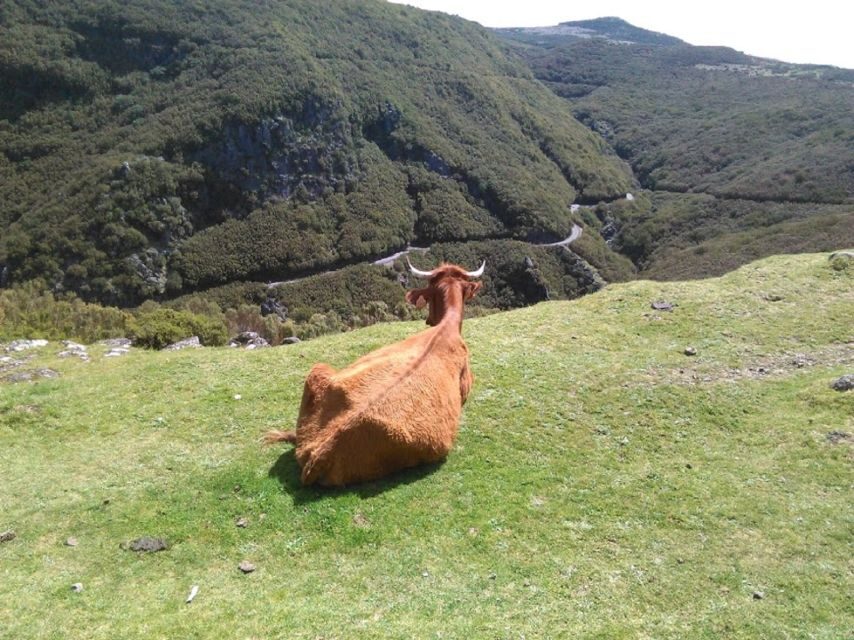 From Funchal: West Madeira and Laurel Forest Day Trip - Pickup and seating: why it matters on Madeira roads