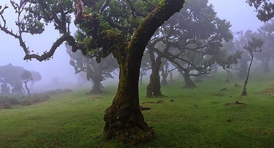 From Funchal: West Madeira Waterfalls and Fanal Forest Tour - Key highlights worth getting excited about