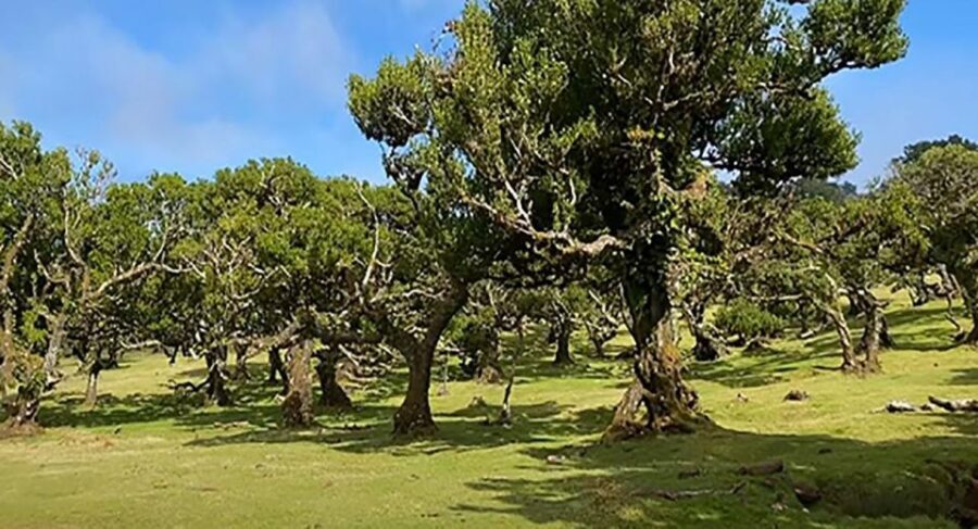 From Funchal: West Madeira Waterfalls and Fanal Forest Tour - What to pack: the small items that save your day