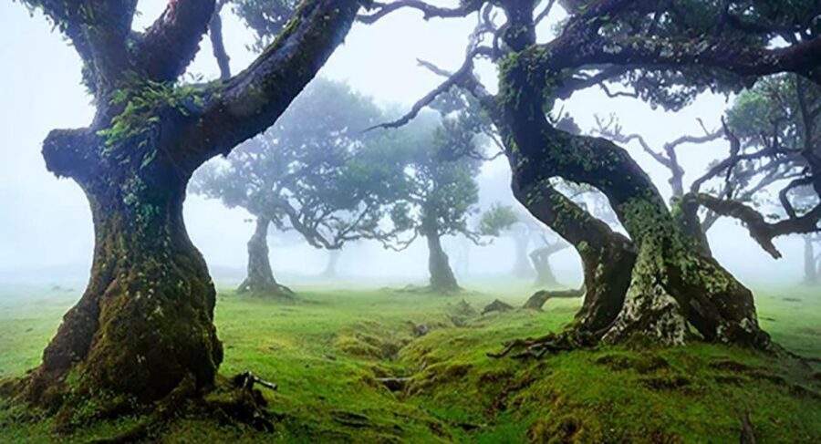 From Funchal: West Madeira Waterfalls and Fanal Forest Tour - Why West Madeira in One 8-Hour Loop Works