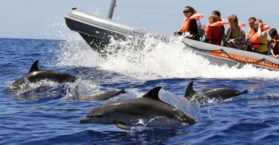From Funchal: Whale and Dolphin Watching - The 2.5-hour flow: what happens once you’re on board