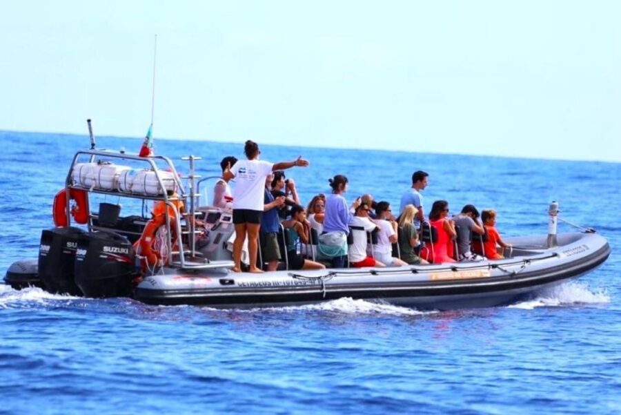From Funchal: Whale and Dolphin Watching - The marine biologist experience: real info, not just facts on a card