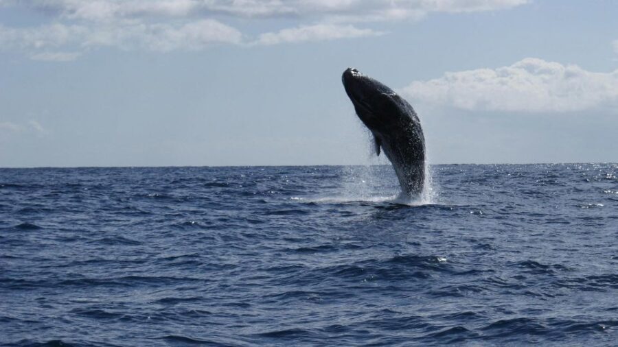 From Funchal: Whale and Dolphin Watching - The swimming with dolphins option: when you’ll get in the water