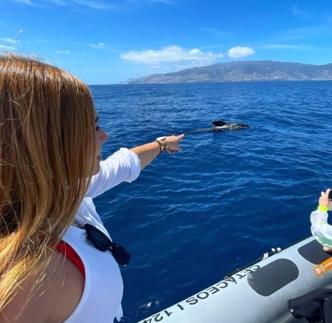 From Funchal: Whale and Dolphin Watching - Price and value: what $56 gets you in the real world