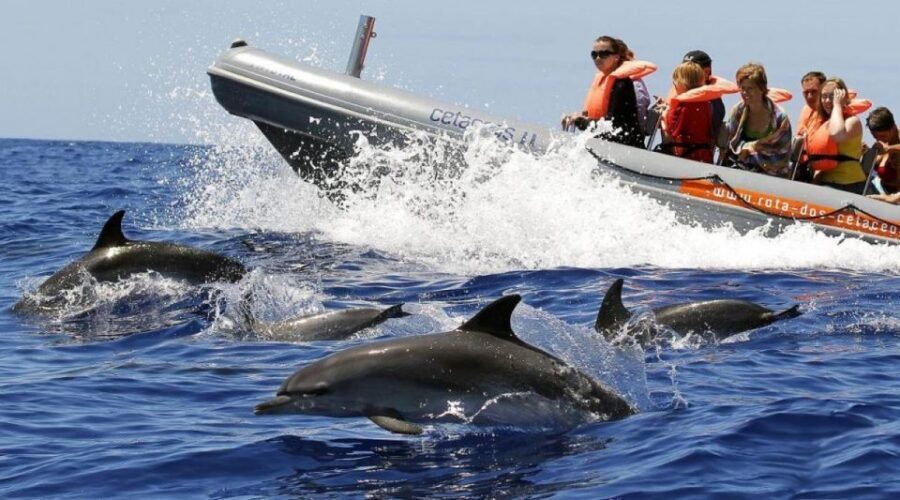 From Funchal: Whale and Dolphin Watching - Where to meet at Store 35, Galerias de São Lourenço