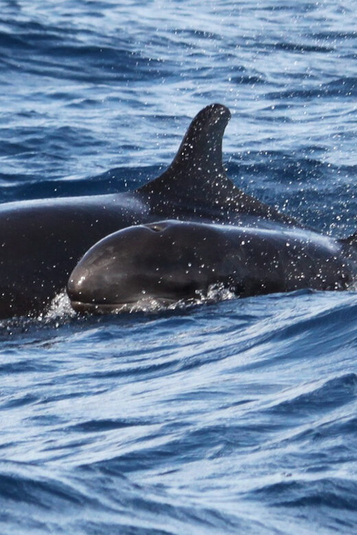 From Funchal: Whales and Dolphin Adventure Tour - Key highlights you’ll care about