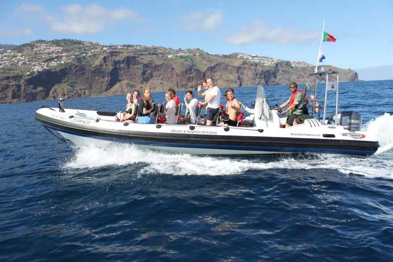 From Funchal: Whales and Dolphin Adventure Tour - A fast, focused Madeira search: why this RIB feels different