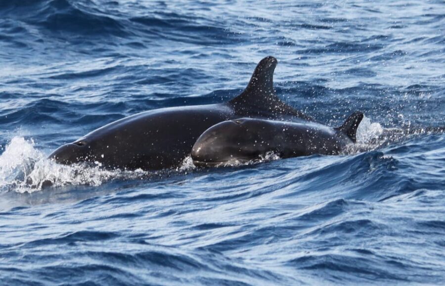 From Funchal: Whales and Dolphin Adventure Tour - Snorkeling gear and the dolphin swim option (when conditions allow)
