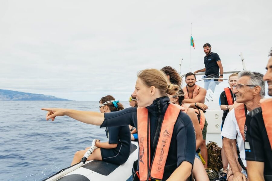 From Funchal: Whales and Dolphin Adventure Tour - Price and value: is $58 worth it in Madeira?