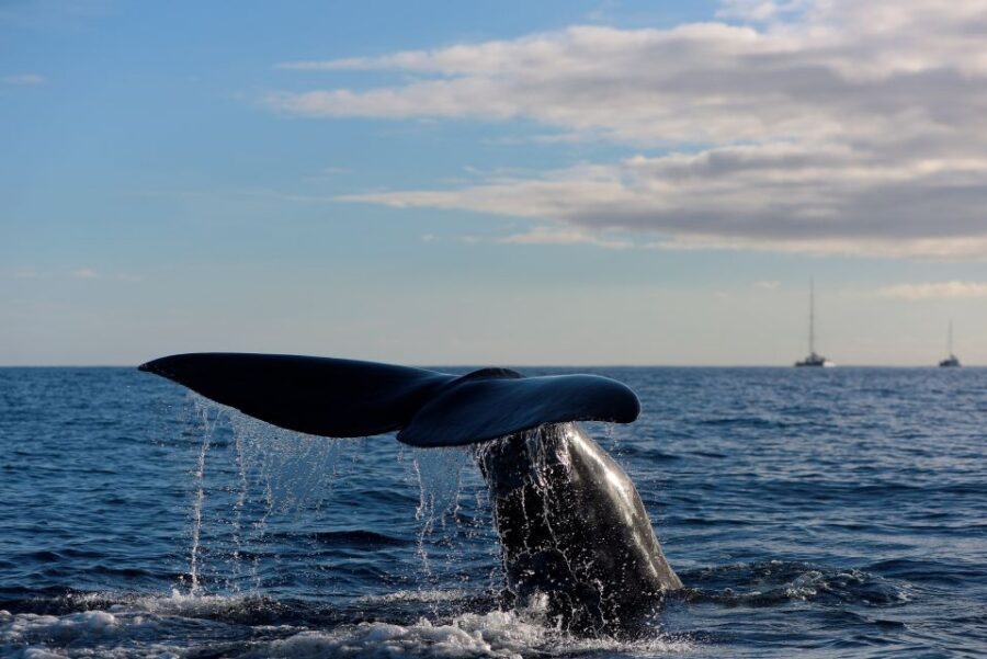 From Machico: Madeira Whale and Dolphin Watching Boat Tour - Scorpio Madeira Boat Tour From Machico: The Big Idea