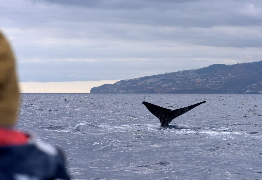 From Machico: Madeira Whale and Dolphin Watching Boat Tour - What You Get for $64: Small-Boat Value in Madeira
