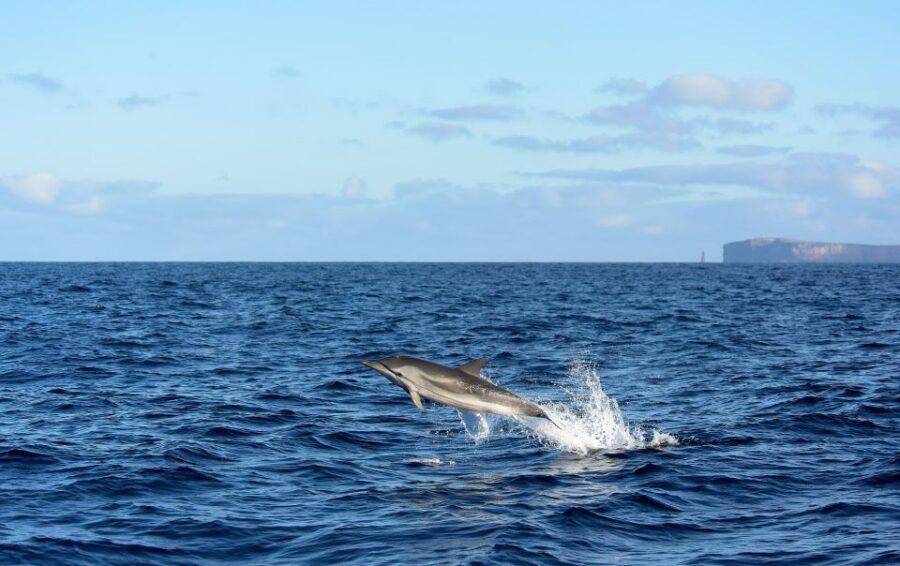 From Machico: Madeira Whale and Dolphin Watching Boat Tour - The Safety Briefing and Marine Biologist Talk (Including Dolphin Swim Rules)