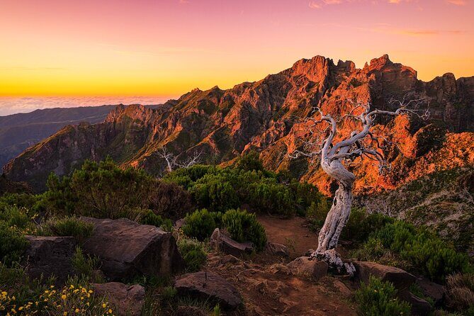 Full Day Madeira Island Tour - Open Roof - Price and logistics: the practical stuff that affects your day