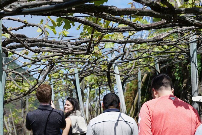 Full-Day Madeira Wine Tasting Tour with Lunch - Lunch at a vineyard: when the food slows the pace down