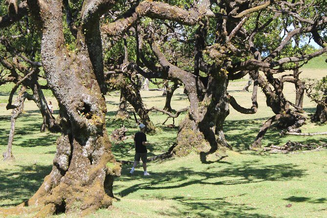 Full-Day Small Group Jeep Safari Tour from Funchal - The Guides Make or Break the Day