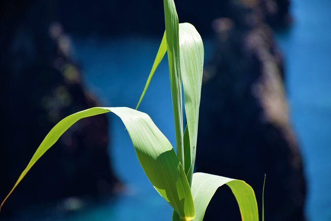 Full Day Tour of Madeira West - Guide energy and what a max-15 group actually changes