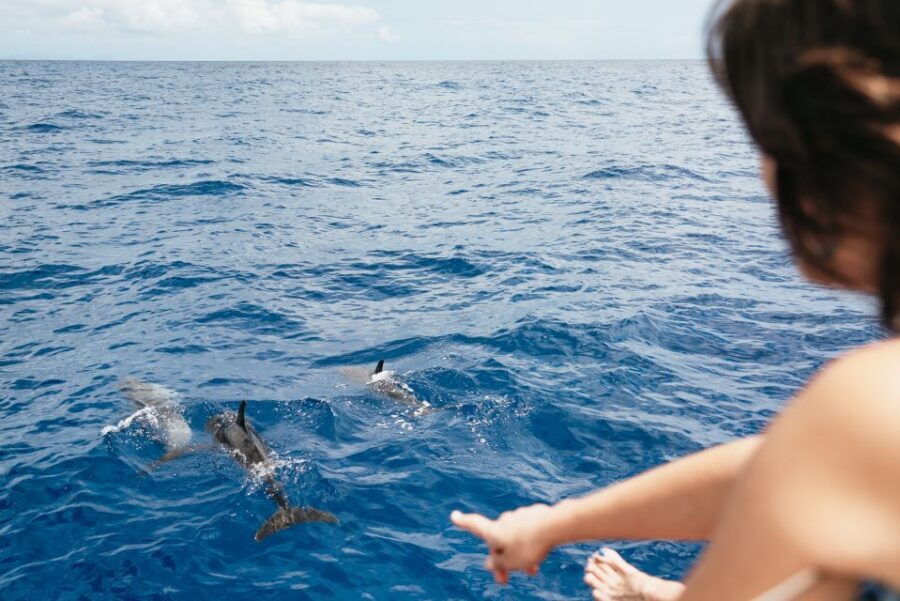 Funchal Bay: Dolphin & Whale Watch Luxury Catamaran Cruise - Should you book this Funchal Bay dolphin and whale cruise?