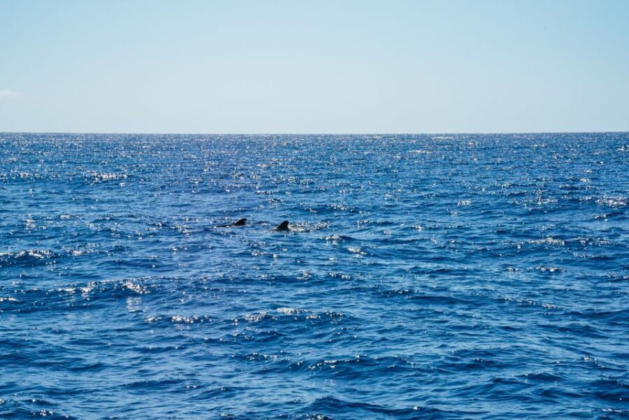 Funchal: Dolphin and Whale Watching by Luxury Catamaran - Key Points Worth Knowing