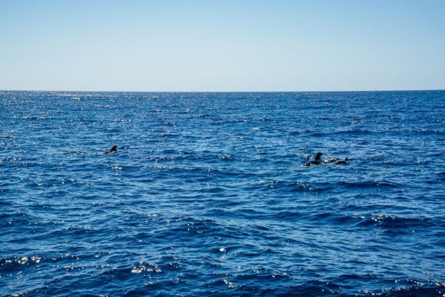Funchal: Dolphin and Whale Watching by Luxury Catamaran - The Crew’s Role: Why Guide Style Matters
