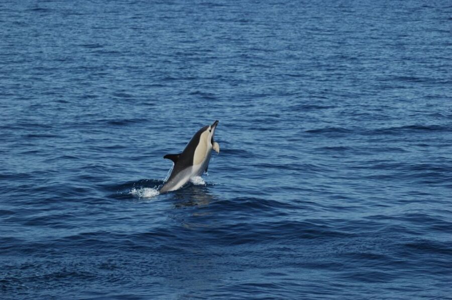 Funchal: Dolphin and Whale Watching Catamaran Cruise - Key points to know before you go