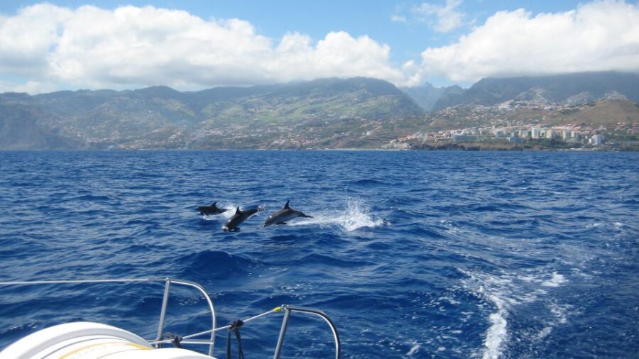 Funchal: Dolphin and Whale Watching Catamaran Cruise - Cabo Girão swim stop and snorkeling: crystal-clear water time