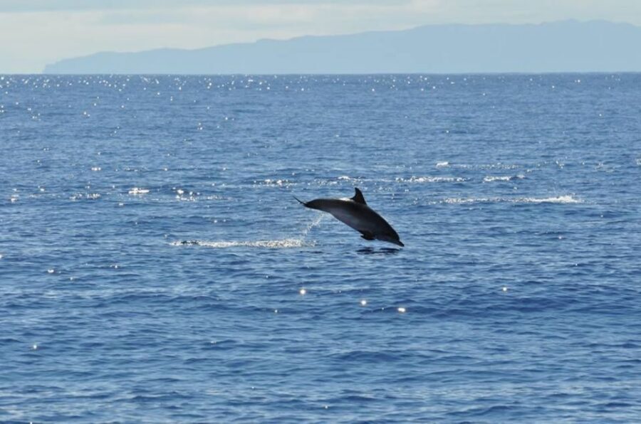 Funchal: Dolphin and Whale Watching Catamaran Cruise - Price and value: is $41 worth it?