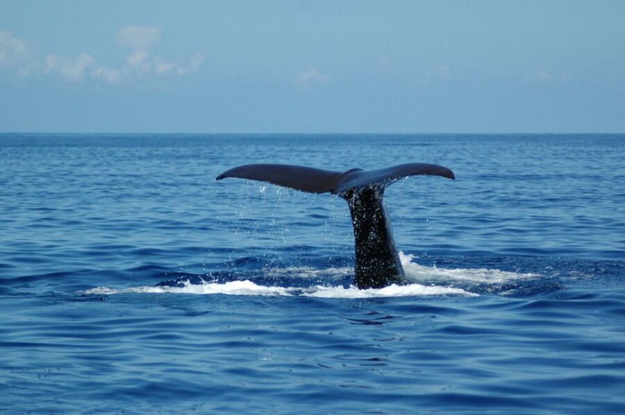 Funchal: Dolphin and Whale Watching Catamaran Cruise - Responsible watching and safety details that matter