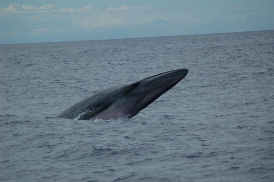 Funchal: Dolphin and Whale Watching Catamaran Cruise - What you’re really doing at sea: dolphins, whales, and turtles