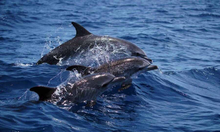Funchal: Dolphin and Whale Watching Cruise - Key things I’d prioritize before you book