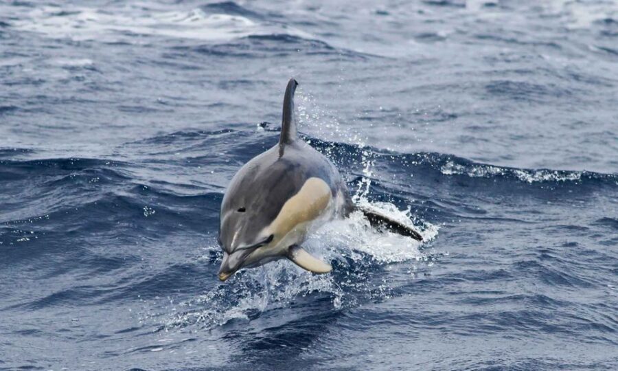 Funchal: Dolphin and Whale Watching Cruise - Should you book the Funchal Dolphin and Whale Watching Cruise?