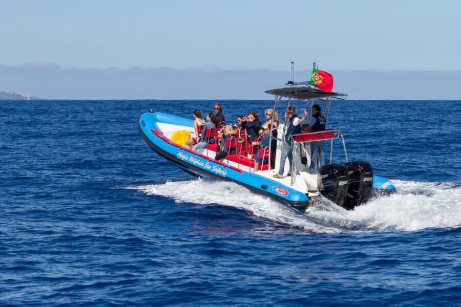 Funchal: Dolphin and Whale Watching Cruise - What you’re really watching for offshore (and what shows up most)