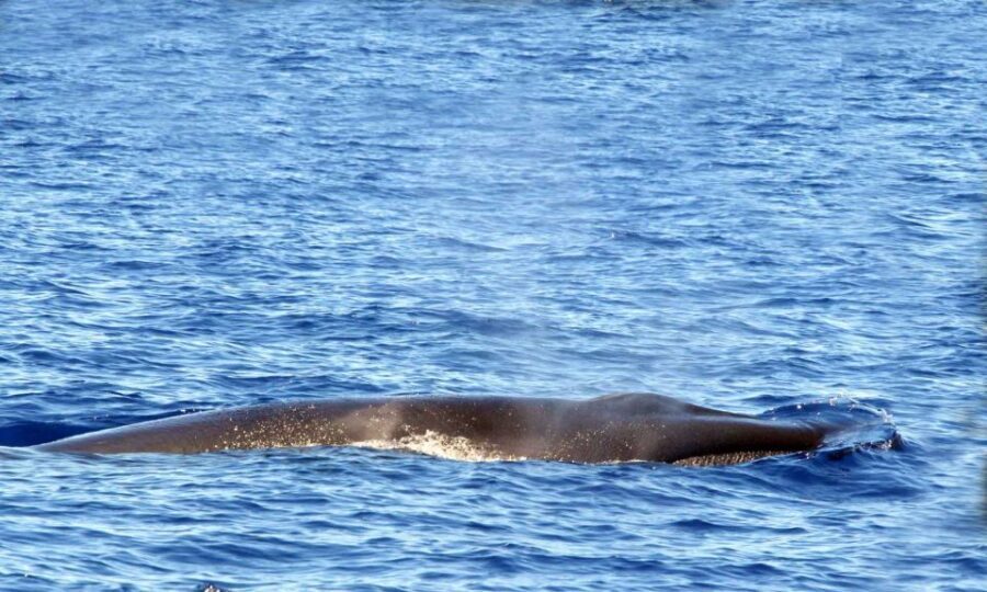 Funchal: Dolphin and Whale Watching Cruise - The onboard science talk: what the marine biologist actually adds