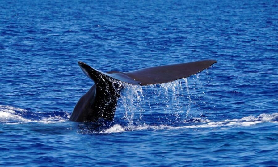 Funchal: Dolphin and Whale Watching Cruise - Comfort tips that make the difference on a fast speedboat