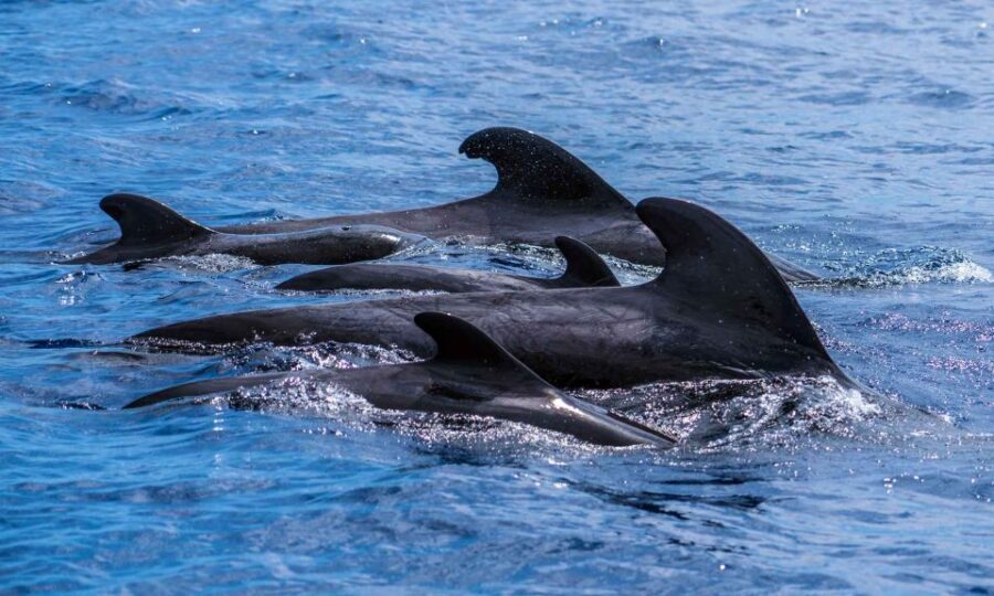 Funchal: Dolphin and Whale Watching Cruise - Small group value: why $58 can feel fair (and when it won’t)