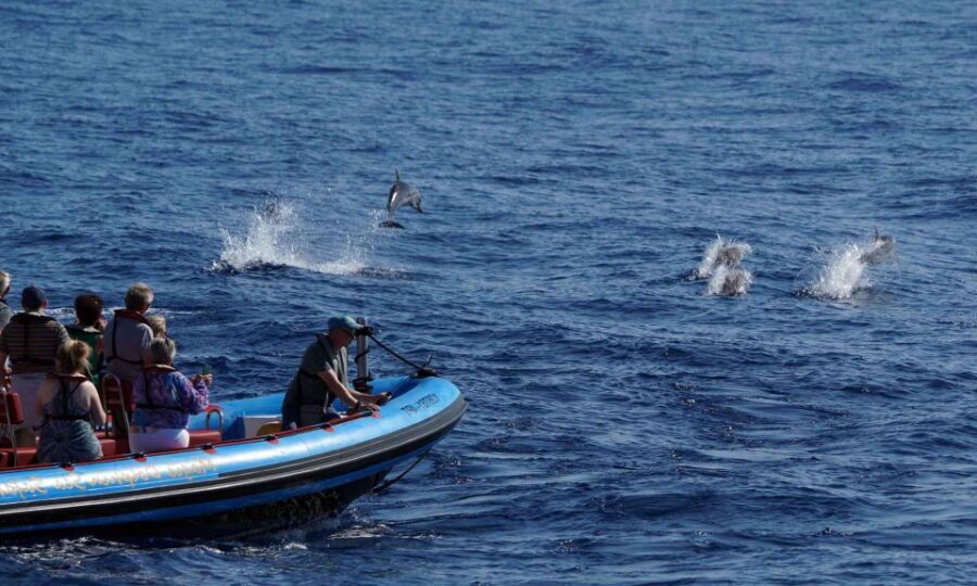 Funchal: Dolphin and Whale Watching Cruise - Who should book this cruise in Madeira