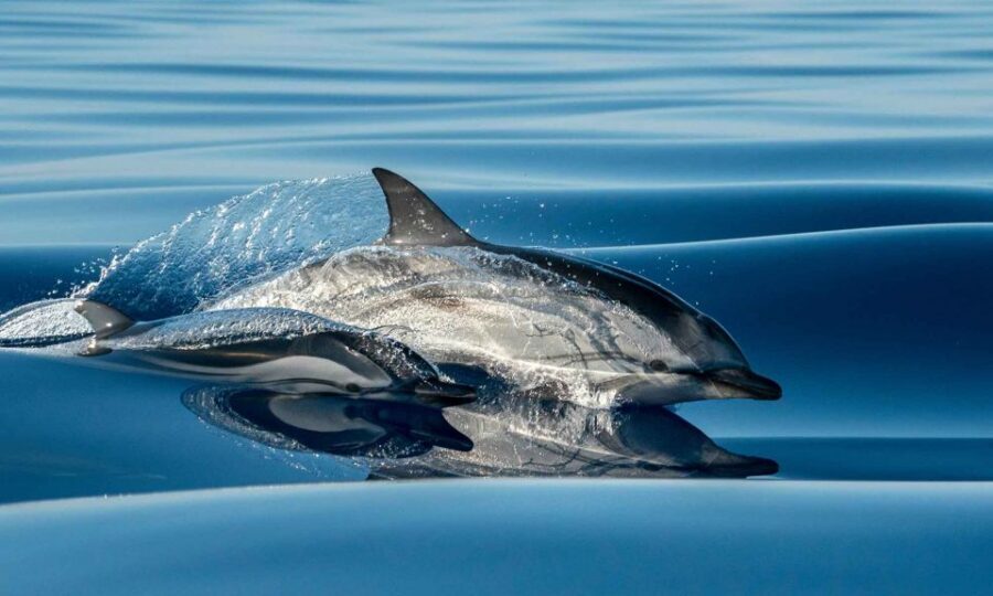 Funchal: Dolphin and Whale Watching Cruise - The 2023 Sea Safari: why this boat changes the odds