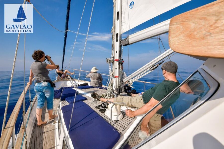 Funchal: Dolphin and Whale Watching Sailing Trip - Cabo Girão swim and snorkel stop: warm water, clear visibility, real gear