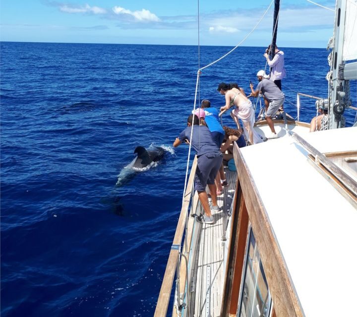 Funchal: Dolphin and Whale Watching Sailing Trip - Weather and wind: what happens when plans meet the sea