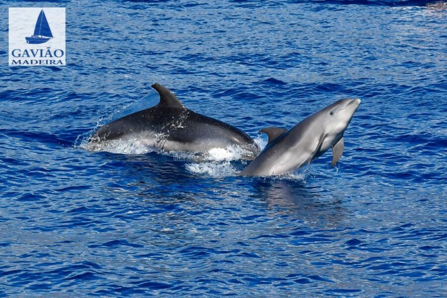 Funchal: Dolphin and Whale Watching Sailing Trip - Should you book Gaviao Madeira’s dolphin and whale watching trip?