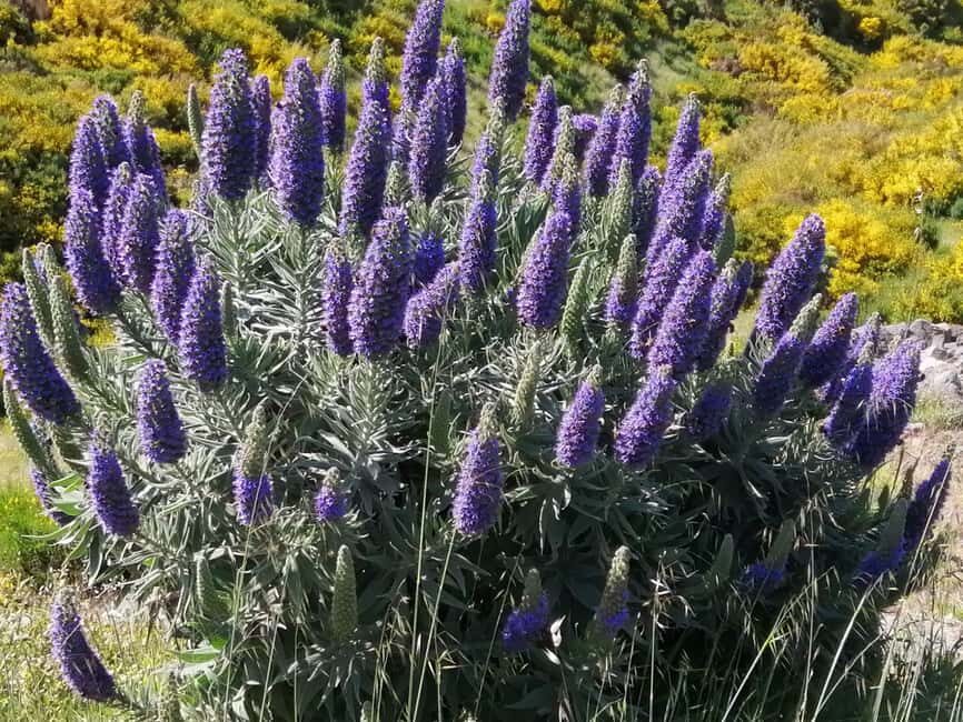 Funchal: Nuns Valley Easy Walk with Mountain Surroundings - From Pickup to Pico dos Barcelos: Getting Oriented Fast