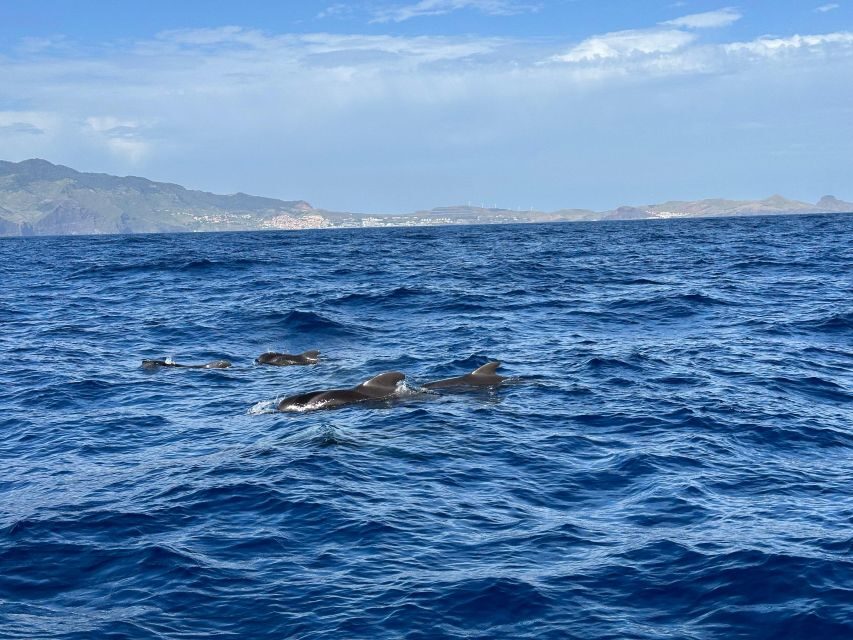 Funchal: RIB Whale Watching Cruise and Optional Dolphin Swim - Key things that make this cruise worth your time